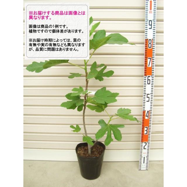 ロンド・ボルドー】 苗 イチジク [果樹苗木・無花果・いちじく