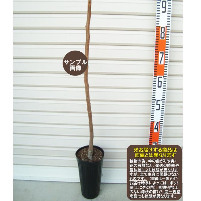 黒柿】 1年生接木苗 カキ ※納期指定：発送予定2025年12月