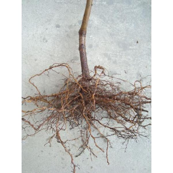 大玉白鳳】 1年生接木苗 オオダマハクホウ モモ※納期指定：発送予定