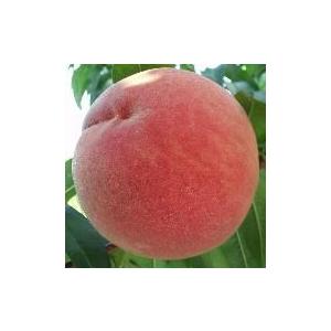 川中島白桃】 1年生接木苗 カワナカジマハクトウ モモ ※納期指定