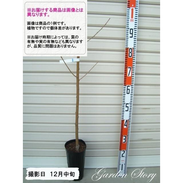 缶桃5号】 1年生接木苗 カントウゴゴウ モモ ※納期指定：発送予定