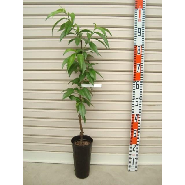 接木苗 モモ 果樹苗木 桃 もも Cmsromsk Ru