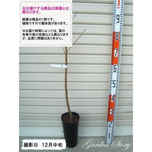 人気が高い ハネージュ １年生接木苗 ネクタリン 納期指定 発送予定２０２２年１２月中旬以降順次発送予定 果樹苗木