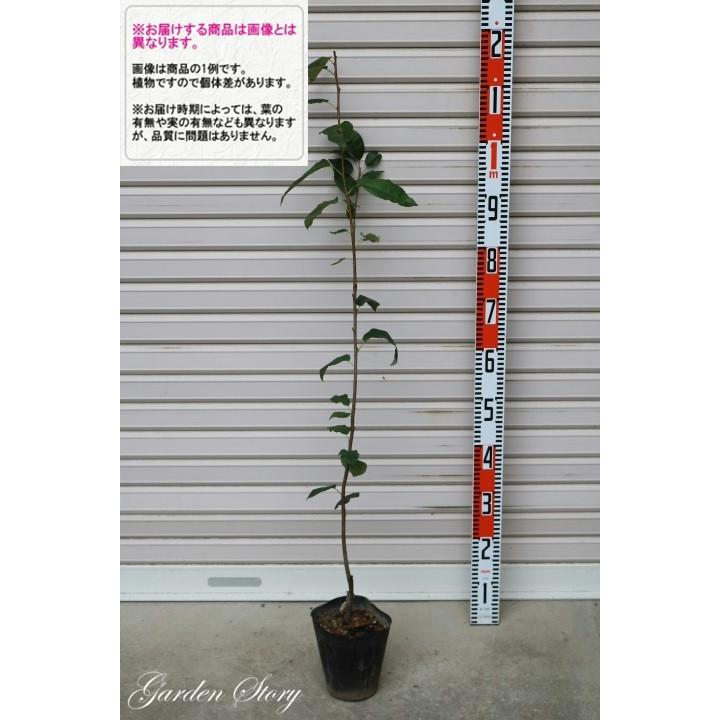 ロビンヒル 接木苗 ジューンベリー 果樹苗木 アメリカザイフリボク ジューンベリー 1714s 2 1 ガーデン ストーリー 通販 Yahoo ショッピング