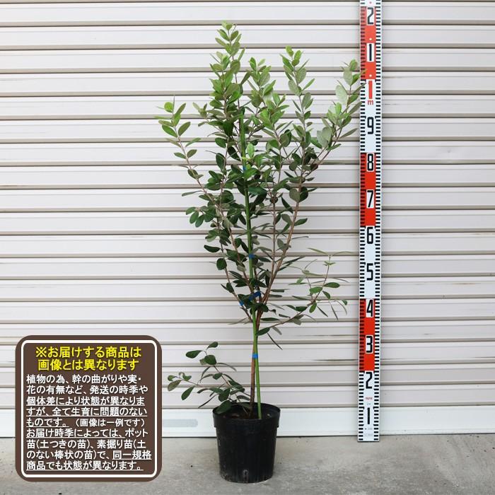 マリアン 苗 フェイジョア 果樹苗木 パイナップルグァバ 1816s 2 6 ガーデン ストーリー 通販 Yahoo ショッピング