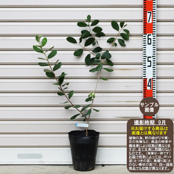 ニキータ】 挿木苗 2年苗 1等苗 フェイジョア [果樹苗木