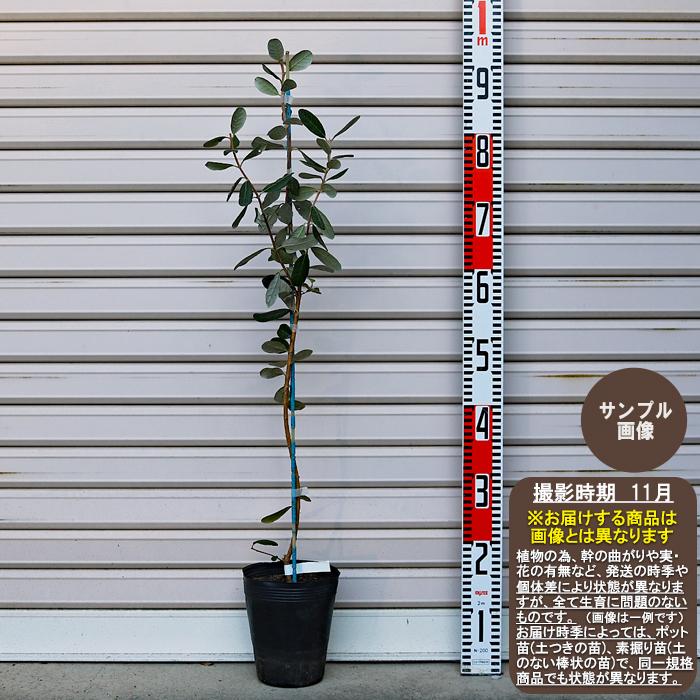 ウィキトゥ】 接木苗 ※※ フェイジョア Wiki Tu [ふぇいじょあ ガーデン