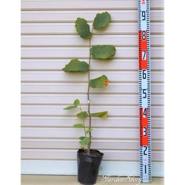 ルイスバーガー １年生苗 西洋ハシバミ 果樹苗木 ナッツ類 ヘーゼルナッツ 21s 1 1 ガーデン ストーリー 通販 Yahoo ショッピング