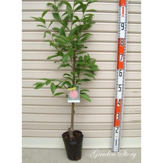 すももも　ニュースキン製品 新幹線変形ロボ 10周年記念 シンカリオンZ E5ヤマノテ｜新幹線変形ロボ