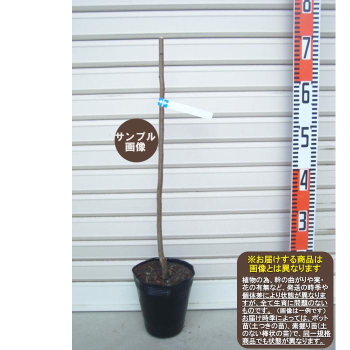 キングサターン】 1年生接木苗 スモモ ※納期指定：発送予定2026年