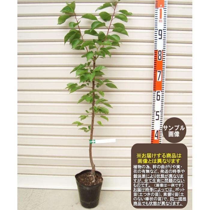 巨紅 接木苗 キョコウ アンズ Br きょこう あんず 杏 ガーデンストーリー 果樹苗木 2424s 2 1 ガーデン ストーリー 通販 Yahoo ショッピング