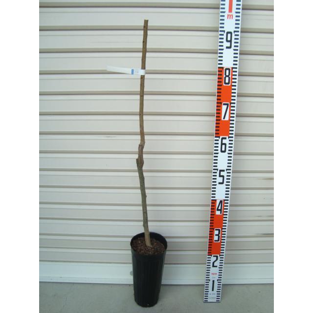 栗の木　天津甘栗　成木　果樹 健康的な苗木 栗の苗木一覧 果樹苗専門店の通販 苗木部 By 花ひろばオンライン