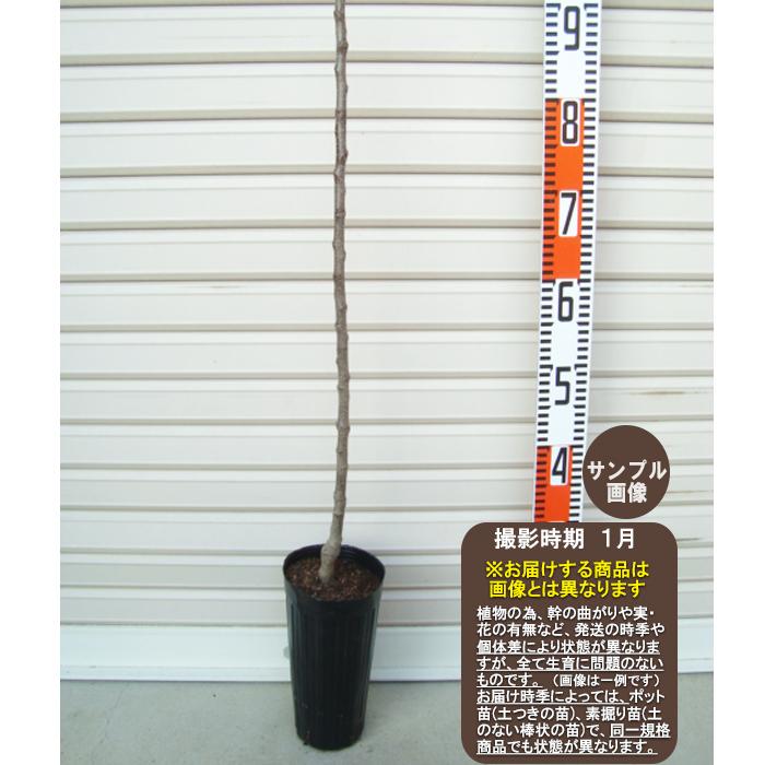 アルプス乙女】《丸葉台》 1年生接木苗 アルプスオトメ リンゴ ※納期