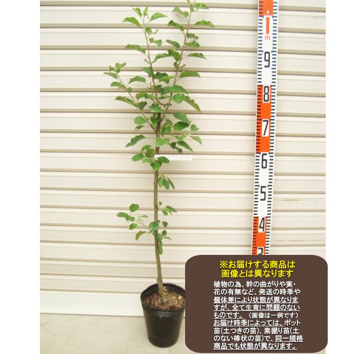 アルプス乙女】 接木苗 アルプスオトメ・リンゴ [果樹苗木・林檎