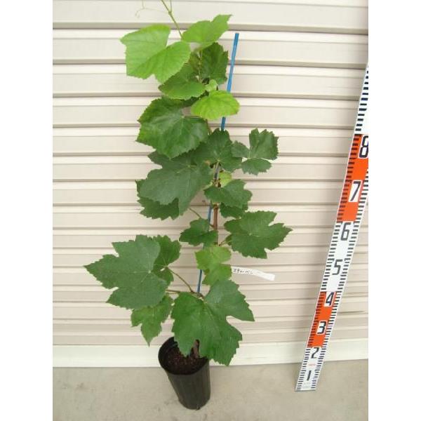 スチューベン】 ウィルスフリー接木苗 ブドウ [果樹苗木・葡萄・ぶどう