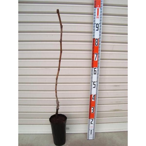 選抜ピオーネ】 1年生ウイルスフリー接木苗 ブドウ ※納期指定：発送