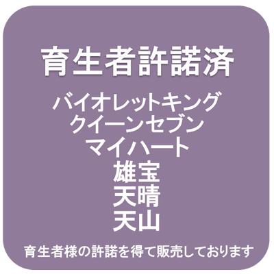 マイハート】 1年生ウイルスフリー接木苗 ブドウ ※納期指定：発送予定