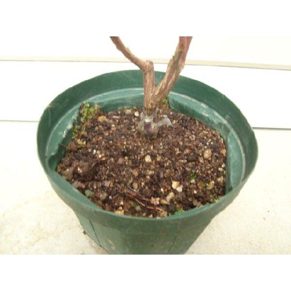 ブルーレカ】 接木苗 ノーザンハイブッシュ系・ブルーベリー [果樹苗木