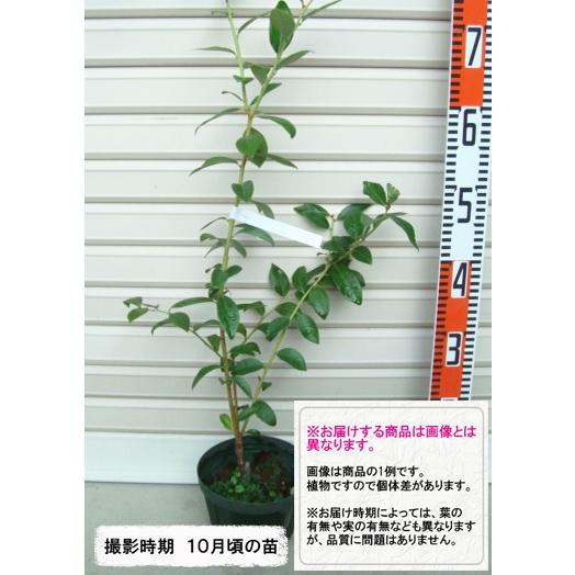 【エリザベス】 接木苗 ノーザンハイブッシュ系・ブルーベリー [果樹苗木]（Yahoo!・ガーデン ストーリー）