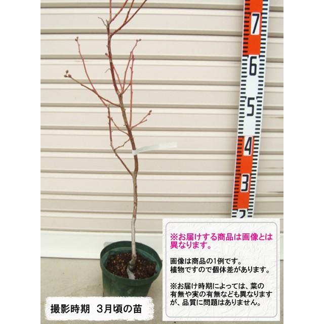 エリザベス】 接木苗 ノーザンハイブッシュ系・ブルーベリー [果樹苗木