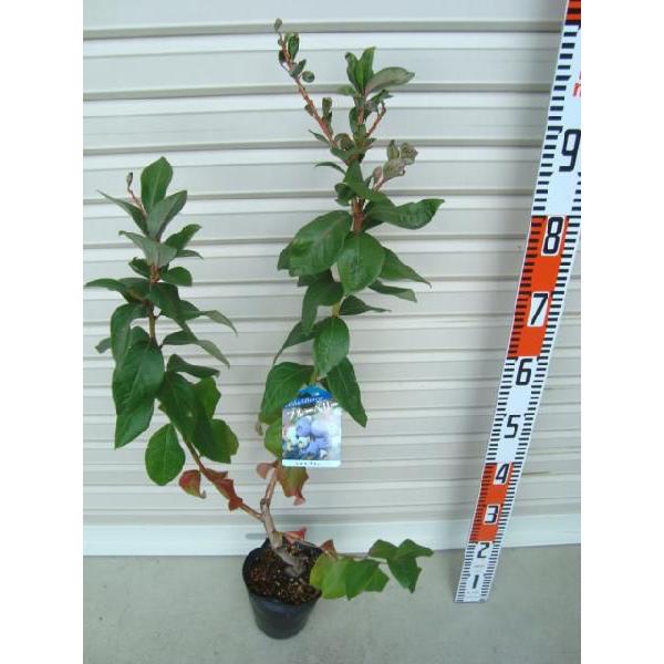 レイトブルー】 接木苗 ノーザンハイブッシュ系・ブルーベリー [果樹