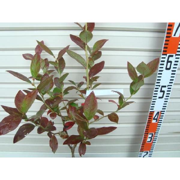 ブラデン】 接木苗 サザンハイブッシュ系・ブルーベリー [果樹苗木