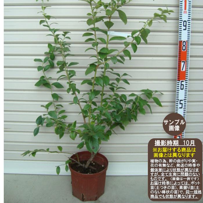 サンプソン】 接木苗 2年生 7号ポット サザンハイブッシュ系