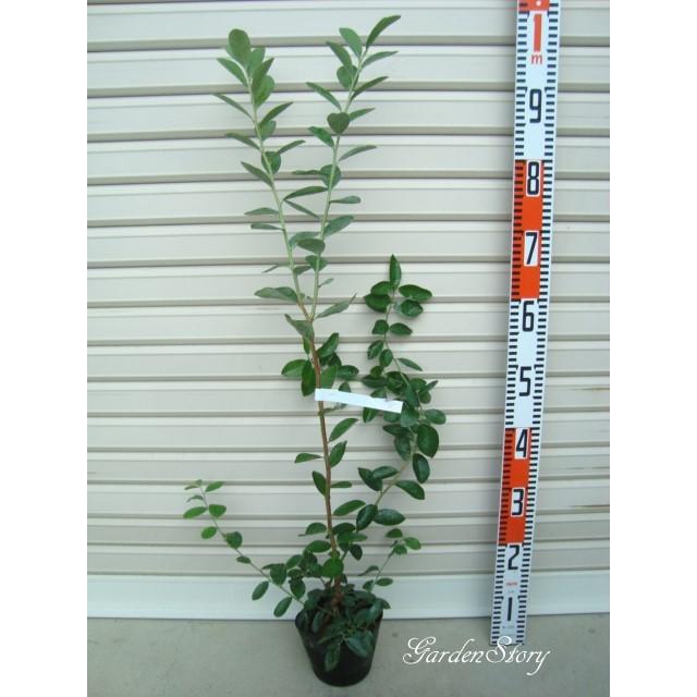 ベッキーブルー】 挿木苗 ラビットアイ系・ブルーベリー [果樹苗木