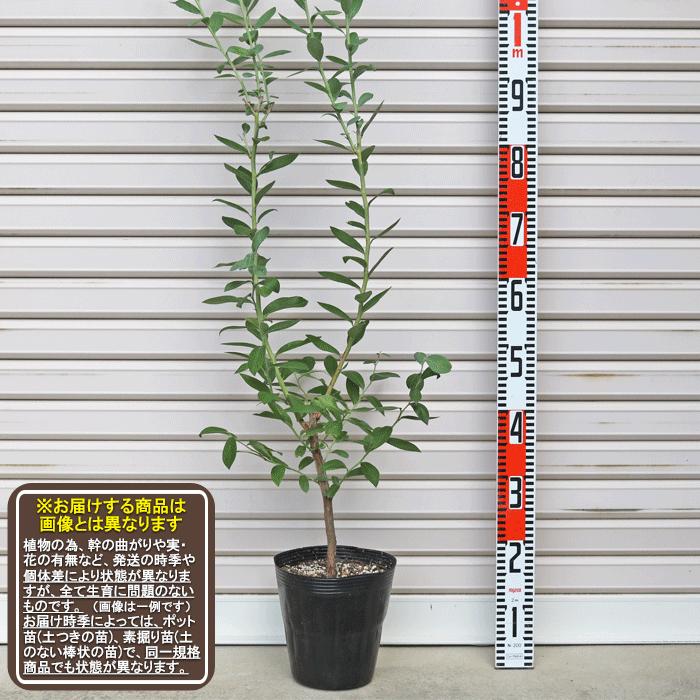 ブライトウェル ３年生苗 ６号ポット ラビットアイ系 ブルーベリー 果樹苗木 3113 3 6 ガーデン ストーリー 通販 Yahoo ショッピング