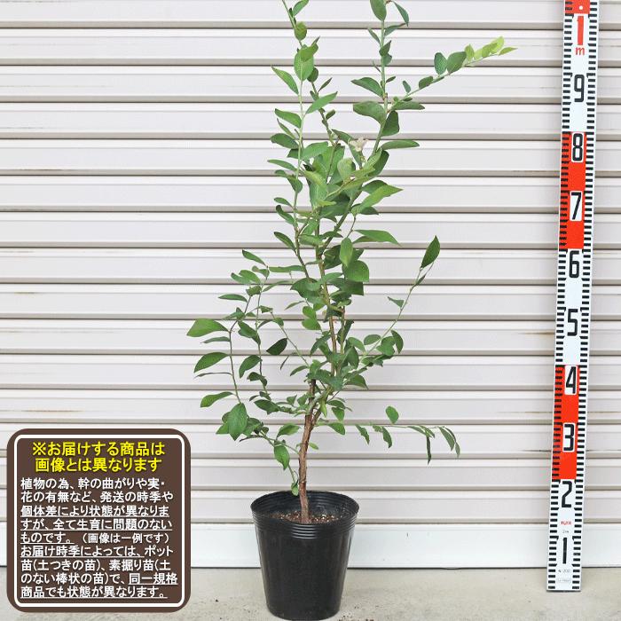 ブルーベリー苗木　3年生　6鉢 ビッグオースチン】 3年生苗 6号ポット ラビットアイ系