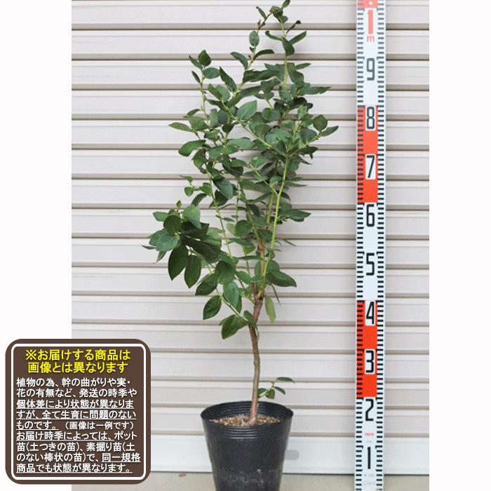 97 Off ブルーヘブン 接木苗 ノーザンハイブッシュ系 ブルーベリー 果樹苗木 Sdcraft Com Ua