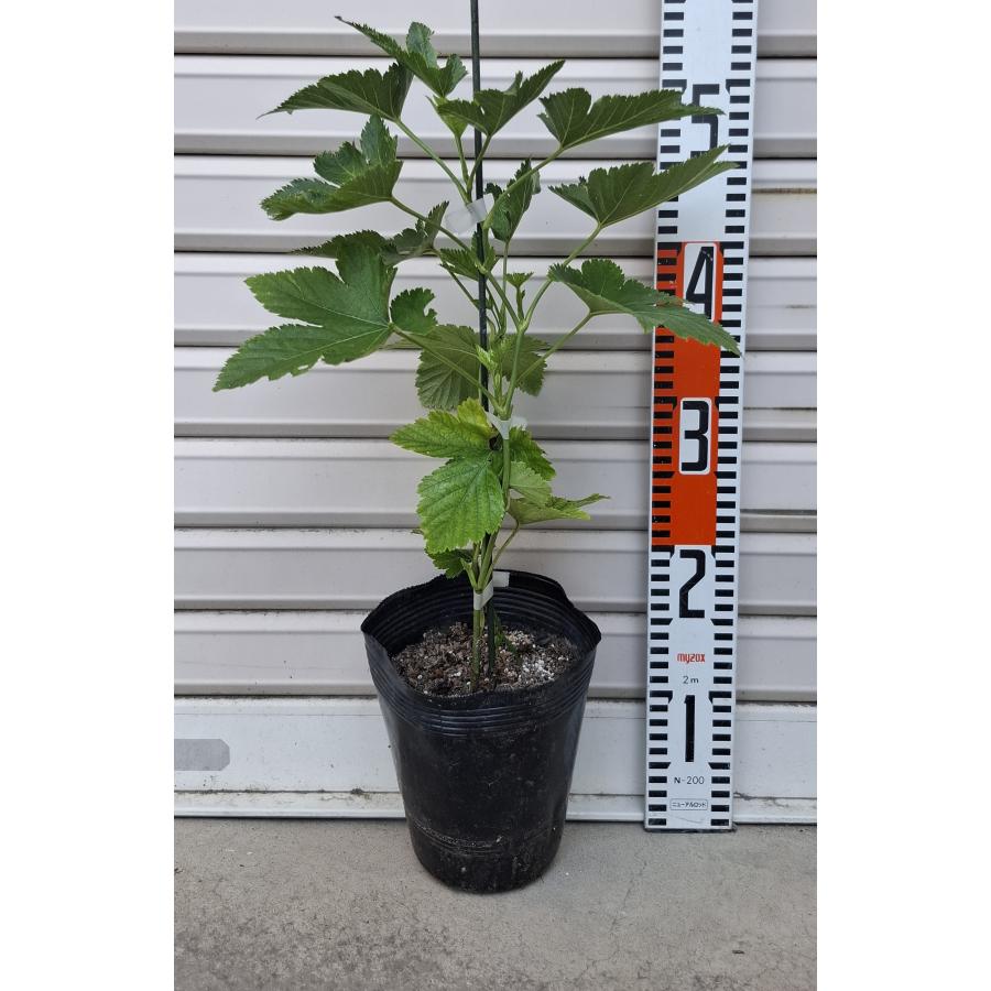 カジイチゴ】 苗 ラズベリー [果樹苗木・木苺・木いちご] : ガーデン