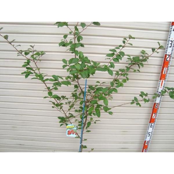 夏ぐみ】 3年生苗 ナツグミ [果樹苗木・しゃしゃぶ] : ガーデン