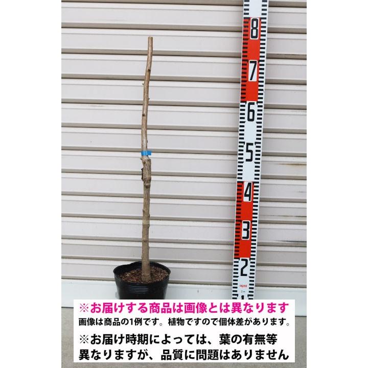 オス木 １年生接木苗 ギンナン 受粉樹 納期指定 発送予定２０２１年１２月中旬以降順次 通常発送 果樹苗木 銀杏 ぎんなん 3714 1 1 ガーデン ストーリー 通販 Yahoo ショッピング