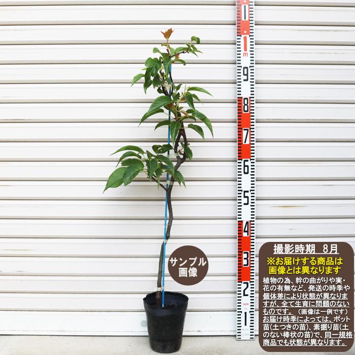 シマサルナシ台木 ２年生 しまさるなし きうい キウイ 台木 さるなし サルナシ キウイ連作障害対策 いやち現象対策 ガーデンストーリー 果樹苗木