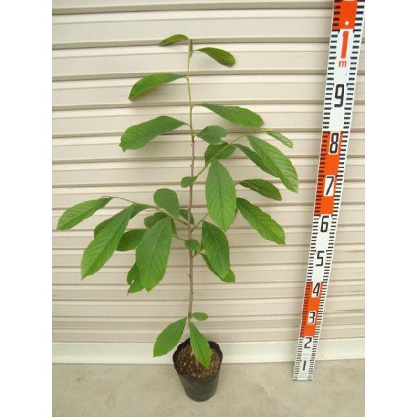 ウィルソン】 接木苗 ポポー [果樹苗木] : ガーデン ストーリー - 通販