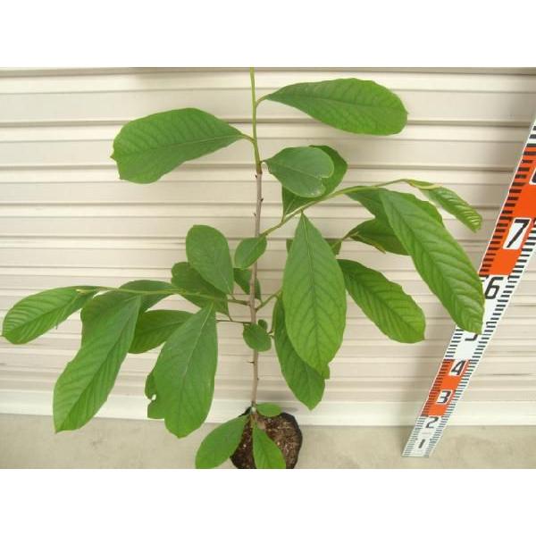 サンフラワー】 接木苗 ポポー [果樹苗木] : ガーデン ストーリー