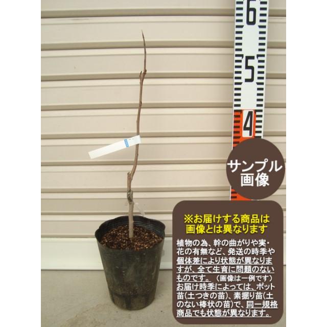 タイ・トゥー】 1年生接木苗 ポポー [果樹苗木] : ガーデン