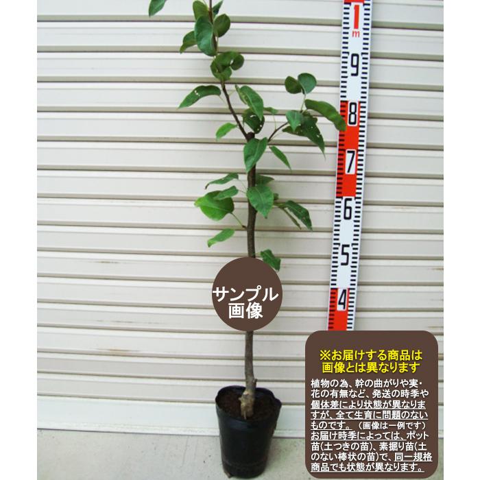 甘ひびき】 接木苗 アマヒビキ 日本梨 ナシ ［あまひびき なし 梨