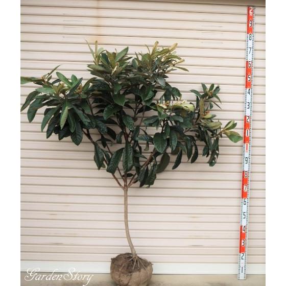 長崎早生 ５年生接木苗 大苗 ナガサキワセ ビワ 納期指定 発送予定２０２２年３月上旬以降順次 通常発送 果樹苗木 枇杷 びわ 4312 5 1 ガーデン ストーリー 通販 Yahoo ショッピング