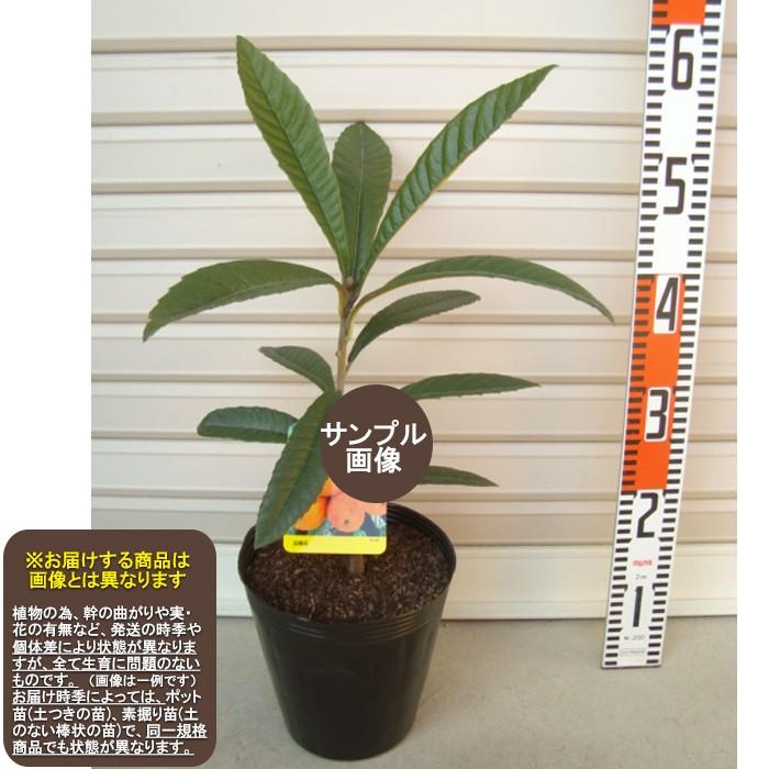 麗月】 1年生接木苗 ※通常発送※ ビワ レイゲツ [れいげつ 果樹苗木