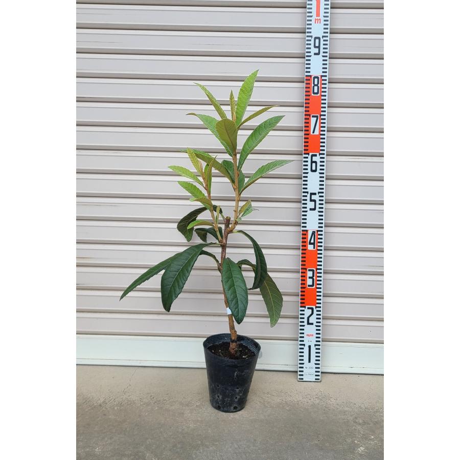 なつたより】 接木苗 ビワ [果樹苗木・枇杷・びわ] : ガーデン