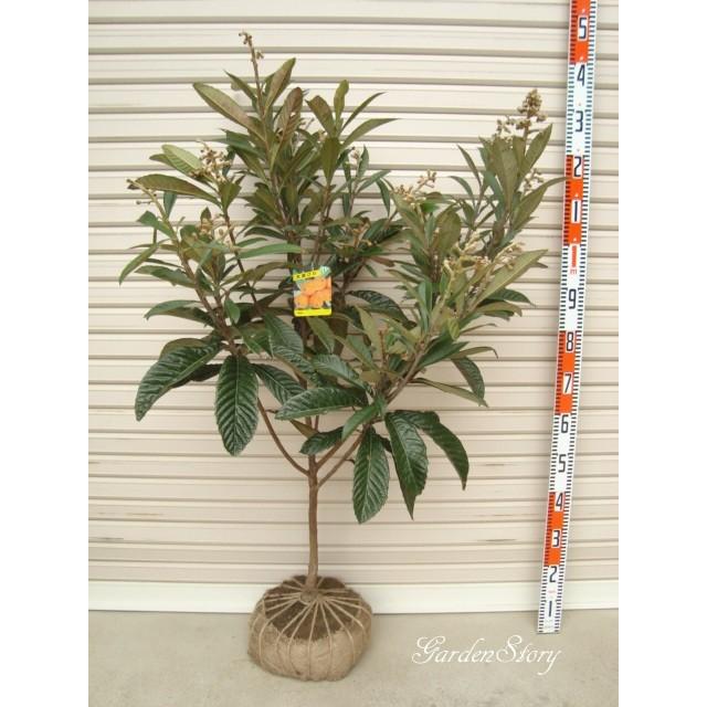 なつたより】 3年生接木苗 大苗 ビワ ※通常発送※ [果樹苗木