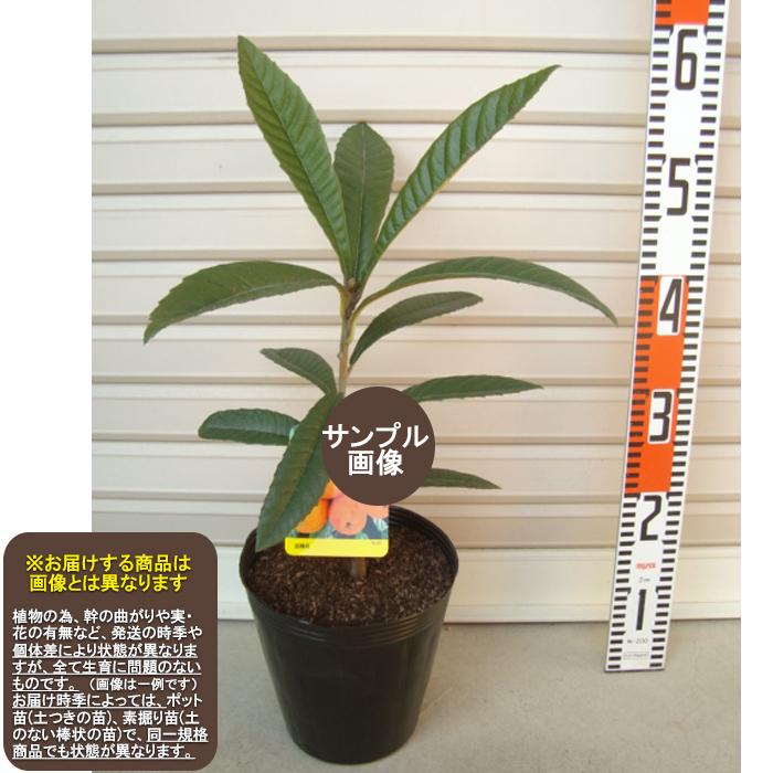 白びわ】 1年生接木苗 ※通常発送※ ビワ [果樹苗木 枇杷 びわ