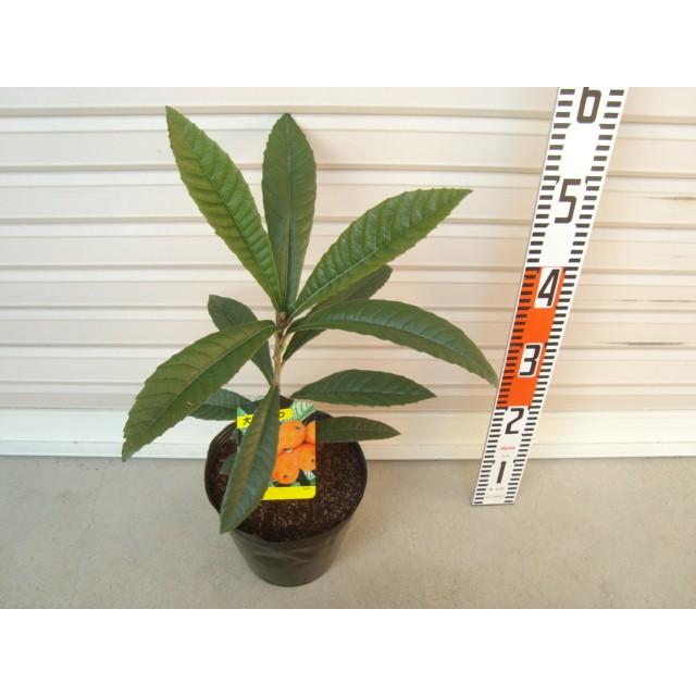 白びわ １年生接木苗 通常発送 ビワ 果樹苗木 枇杷 びわ 43 1 1 ガーデン ストーリー 通販 Yahoo ショッピング