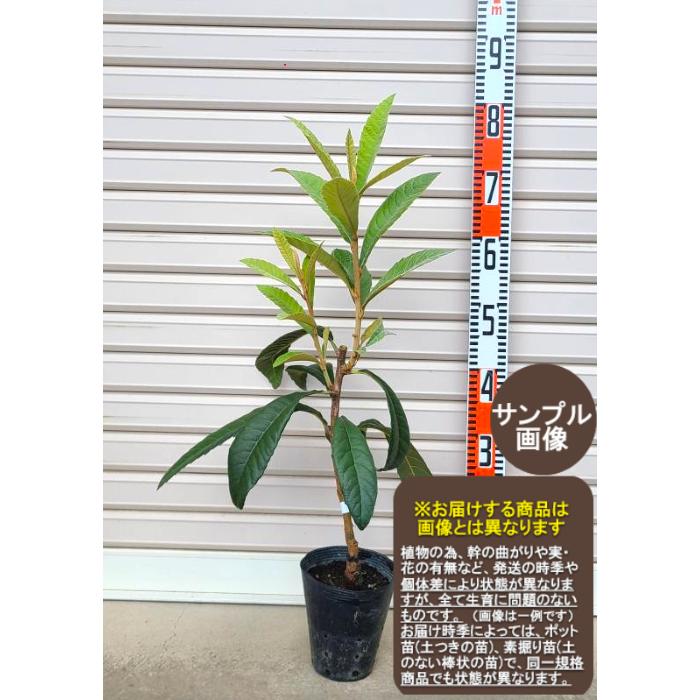 大房】 ※訳あり!!アウトレット価格※接木苗 ビワ・オオフサ [果樹苗木