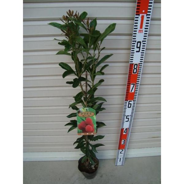 秀峰】 接木苗 シュウホウ・別名【秀光(シュウコウ)】・ヤマモモ [果樹