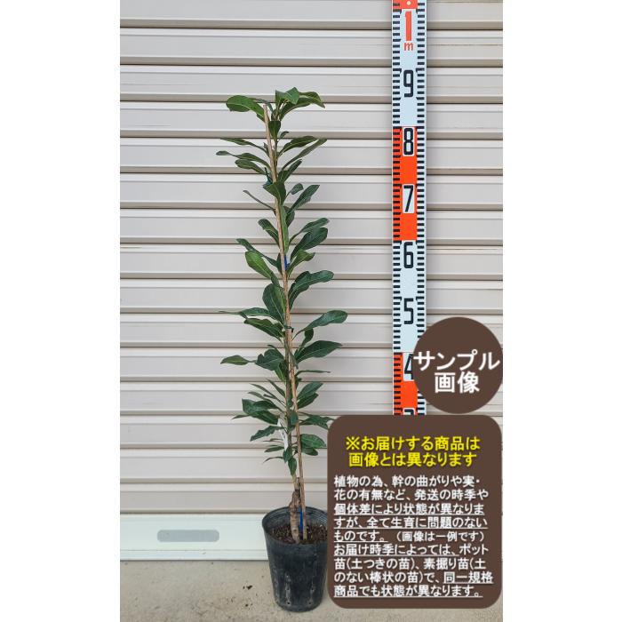 東魁】 接木苗 トウカイ・ヤマモモ [果樹苗木・山桃・やまもも