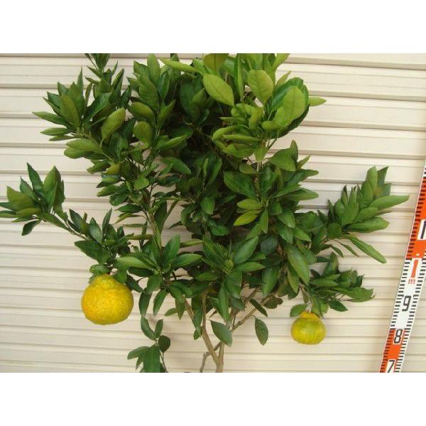 がんもさま専用 極早生 上野早生みかん 苗木 4年生 大苗 上野早生】 柑橘大苗 4年生接木苗 温州みかん ※納期指定:発送