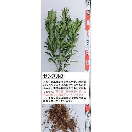 ゆら早生】 素掘り苗 接木苗 2年生 温州みかん ※納期指定:発送予定
